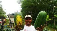 Seorang petani menunjukkan buah semangka berbentuk panjang yang diberi nama Inul. (Liputan6.com/Felek Wahyu)