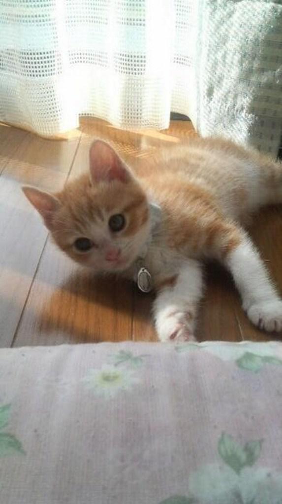 Kintoki saat kecil | Photo copyright Rocketnews24.com