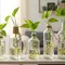 7 Cara Menanam Pothos di Botol Kaca Bekas untuk Dekorasi Rumah
