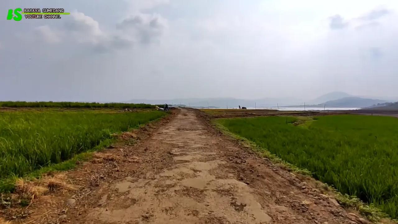 Berhasil Tumbuh karena Tanah Mengandung Air