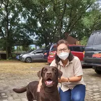 Potret Coco, seekor anjing pelacak yang membantu pencarian korban bencana. credit: twitter.com/WidyoLita.