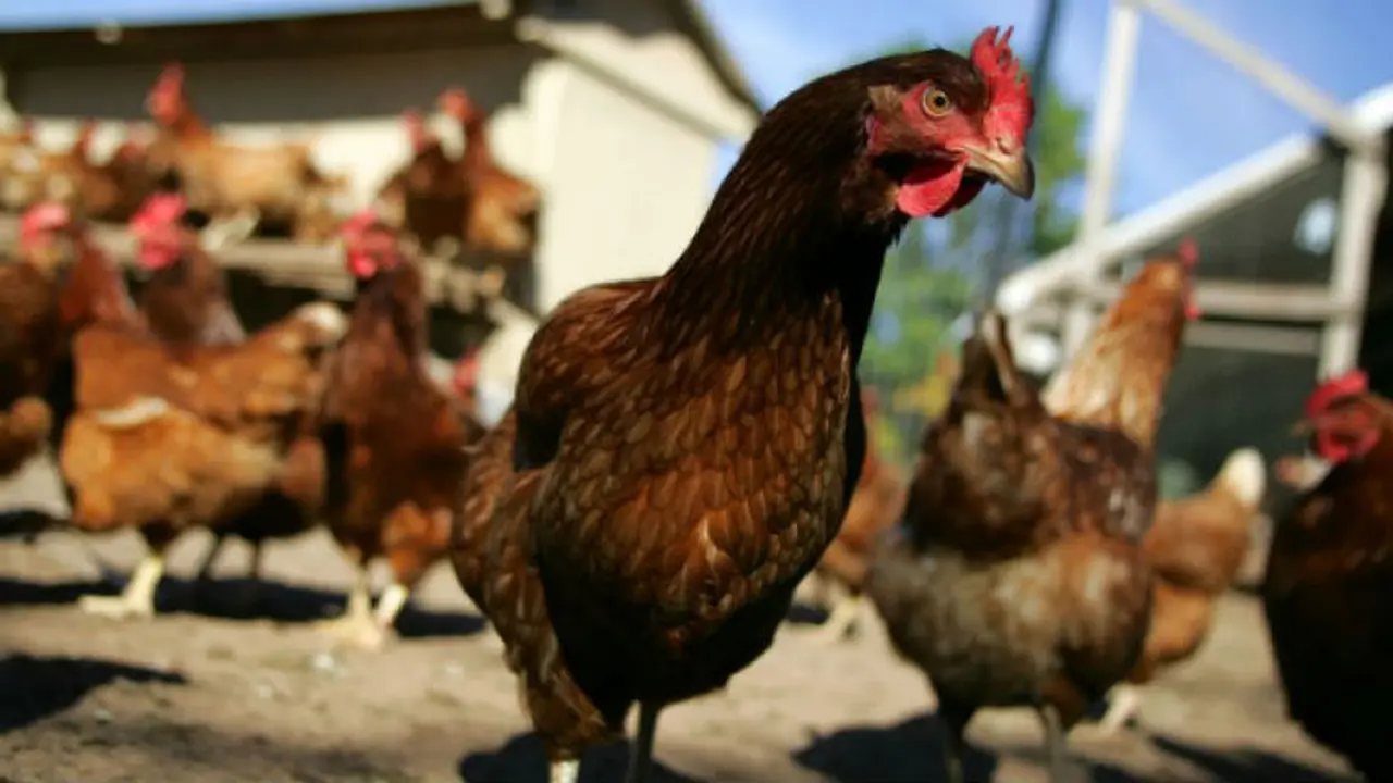 Flu Burung di Mesir Kembali telan Korban