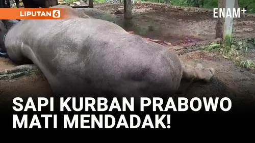 VIDEO: Sapi Kurban Prabowo Mati Mendadak, Diduga Keracunan!