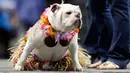 Bulldog bernama Macy duduk diatas panggung dengan mengenakan kostum saat mengikuti kontes Drake Relays Beautiful Bulldog ke-38 di Des Moines, Iowa (23/4). Dalam kontes ini bulldog mengenakan aneka kostum yang unk. (AP Photo / Charlie Neibergall)