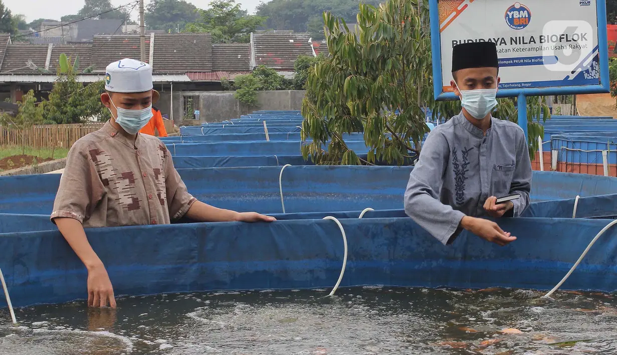 Santri memberi makan ikan mujair nila merah di budidaya ikan Pesantren Ruhama Al Fajar, Citayam, Bogor, Jawa Barat, Selasa (29/6/2021). Tidak hanya dibekali Ilmu Agama, di pesantren ini santrinya dibekali suntuk menjadi entrepreneur dalam budidaya ikan nila merah. (merdeka.com/Arie Basuki)