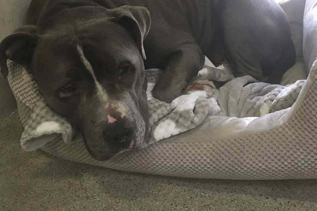[Bintang] Bukan Anjing Jahat, Pitbull Juga Bisa Nangis! Ini Buktinya!