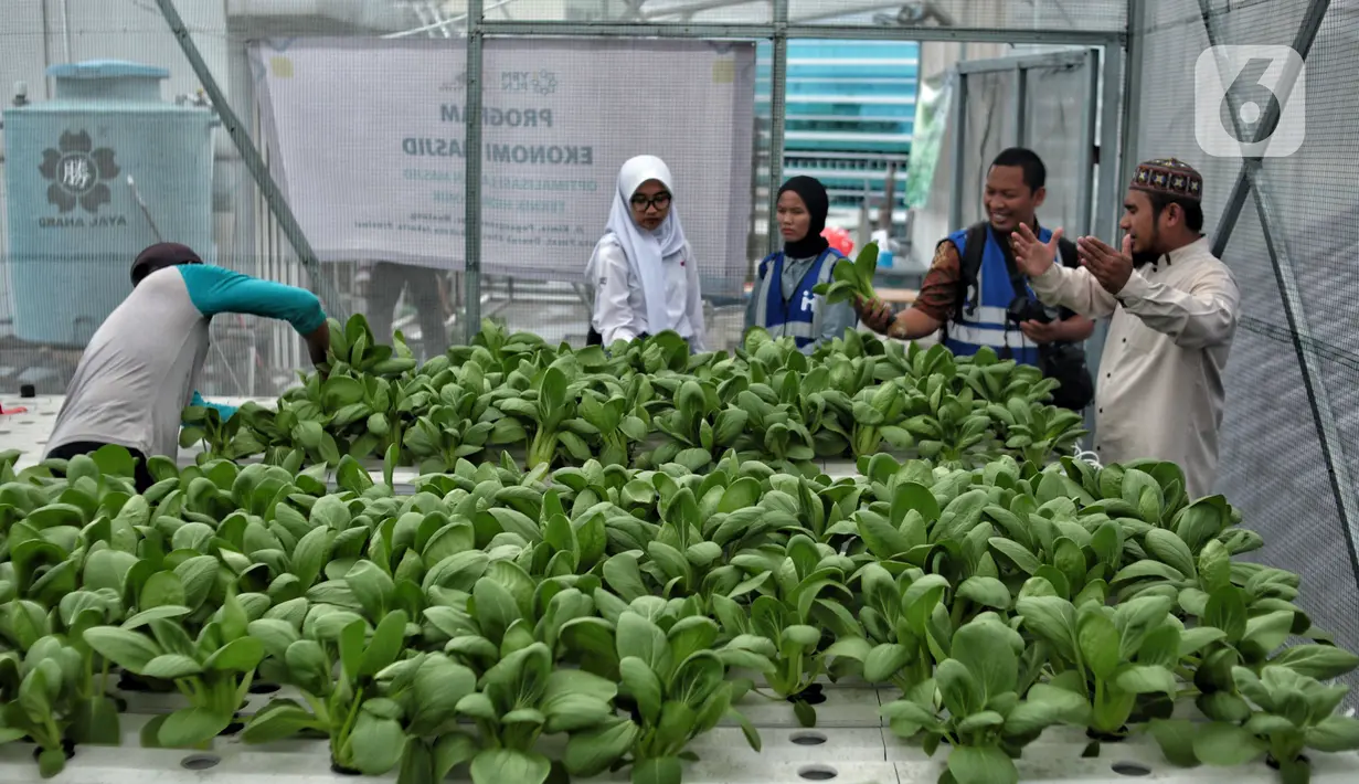 Petugas masjid melakukan perawatan sayuran yang ditanam dengan sistem hidroponik 'Smart Farming' di atap Masjid Asy-syifa, Jakarta Pusat, Senin (23/1/2023). Dinas Ketahanan Pangan, Kelautan dan Pertanian (KPKP) Jakarta Pusat bekerja sama dengan pengurus Masjid Asy-syifa memanfaatkan lahan atap untuk budi daya sayuran hidroponik sebagai upaya menghijaukan lingkungan serta menjadi nilai ekonomis baik untuk pengurus dan warga sekitar. (merdeka.com/Iqbal S. Nugroho)
