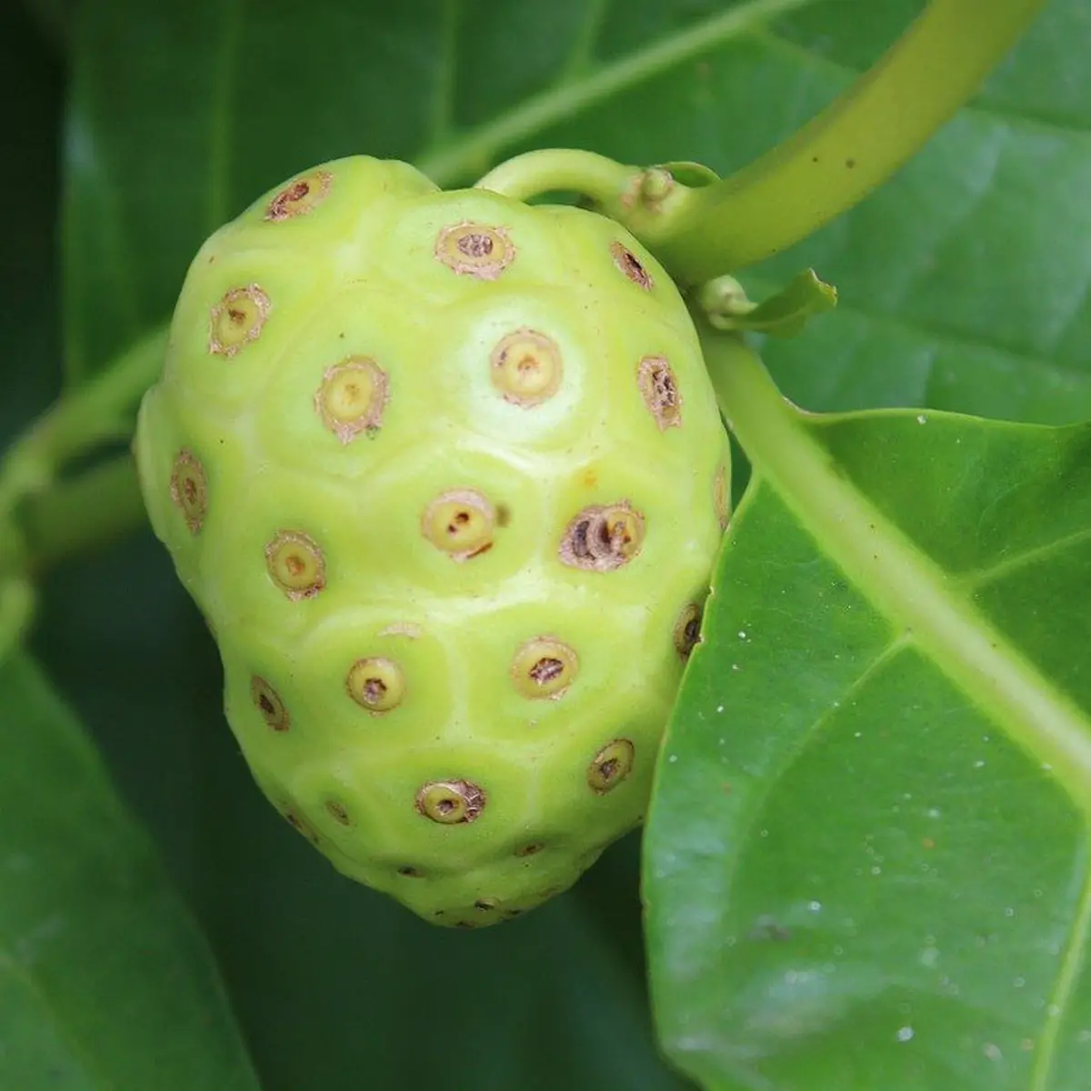 Manfaat Buah Noni Untuk Kesehatan Pencernaan