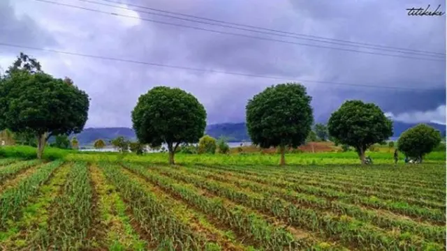 Agrowisata Modoinding