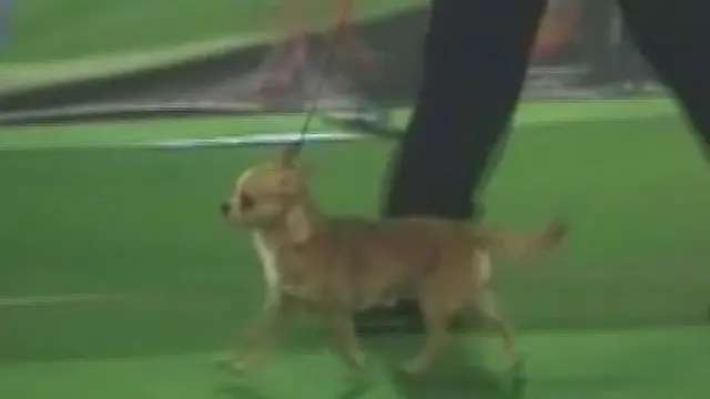 Demi Menang Kontes, Dandani Anjing Jutaan Rupiah