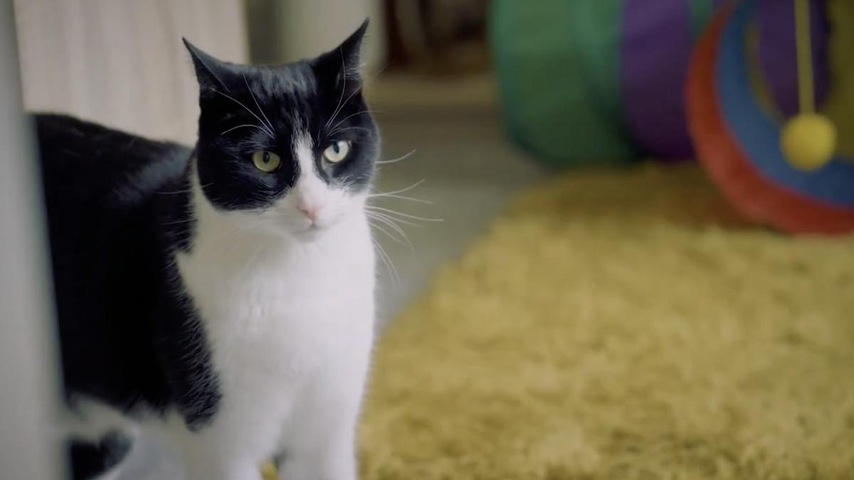 Inilah Zebby, Kucing yang Dinobatkan Cat of The Year karena ...