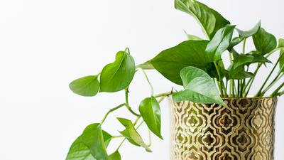 8 Tanaman Pot yang Tahan Banyak Air, Cocok untuk Rumah yang Lembap