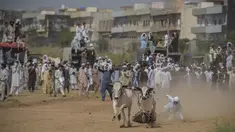 Seorang petani kehilangan kendali atas sapi yang diadunya saat penonton menyaksikan kompetisi balapan sapi tradisional di pinggiran Islamabad, Pakistan, Minggu (27/6/2021). Ditengah pandemi covid-19, balapan sapi ini disaksikan banyak penonton. (Farooq NAEEM/AFP)