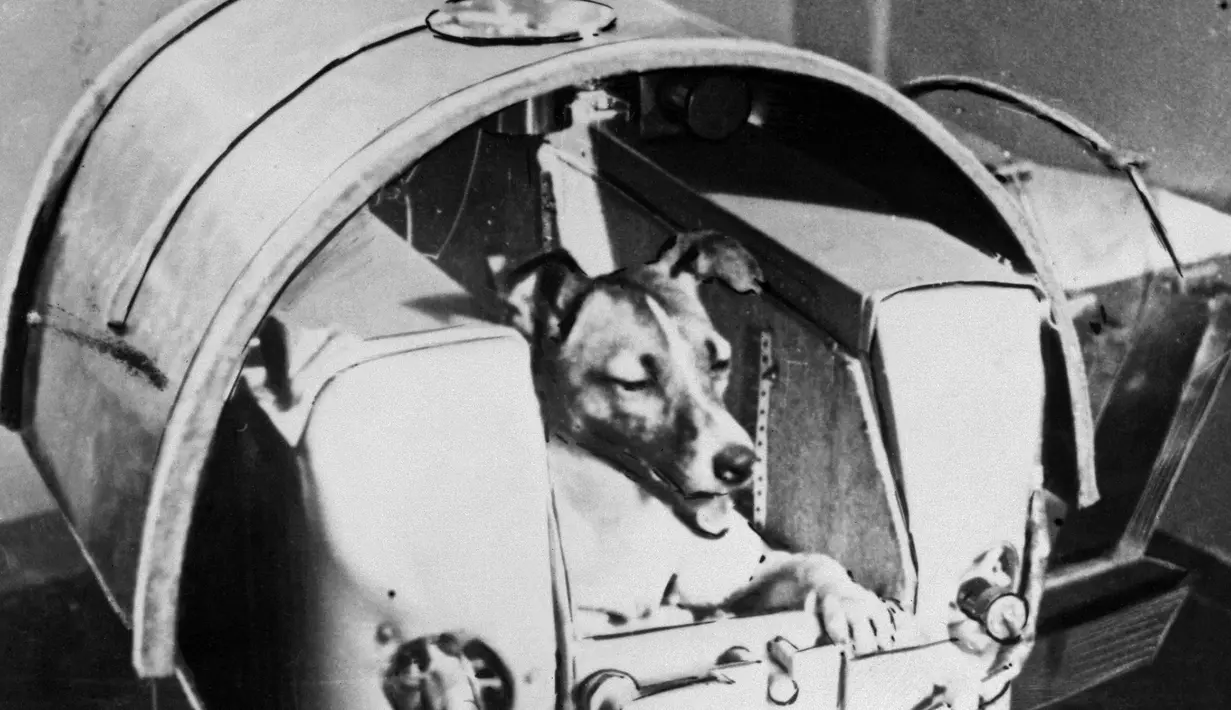 Foto dari harian Soviet Pravda menunjukkan anjing Laika berada di atas Sputnik II untuk eksperimen luar angkasa pada 13 November 1957. Laika merupakan makhluk hidup pertama yang dikirim ke luar angkasa, 3,5 tahun sebelum Yuri Gagarin. (AFP Photo/Tass)