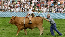 Seorang petani, Peter Ginter menaiki seekor sapi bernama Barti saat ikut ambil bagian dalam lomba balapan sapi tradisional di Desa Bavarian, dekat Danau Starnberg, Jerman, Minggu (28/8). (AP Photo/Matthias Schrader)