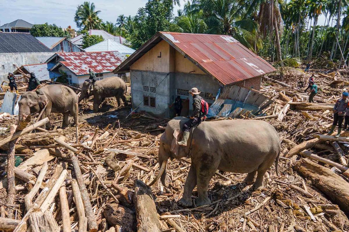 FOTO: Gajah Sumatra Dikerahkan Bantu Evakuasi Pascabanjir Bandang di Pidie Jaya