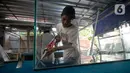 Perajin menyelesaikan pesanan akuarium ikan hias dari kaca di Pamulang, Tangerang Selatan, Selasa (21/07/2020). Pesanan akuarium dari Tangerang Selatan dan sekitarnya di saat kondisi pandemi corona Covid-19 ini meningkat hingga 100 persen. (merdeka.com/Dwi Narwoko)