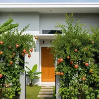 Inspirasi Kebun Mini Pagar Hidup dari Tanaman Buah Produktif. (Foto: AI)