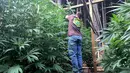 Steve Dillon menanam pohon ganja di pekarangan rumahnya di Humboldt County, California pada 28 Agustus 2016. California merupakan satu dari delapan negara bagian AS yang tengah memperjuangkan legalisasi ganja. (REUTERS/Rory Carroll)