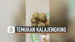 Seorang wanita Thailand terkejut mengetahui ada yang tidak biasa pada barang belanjaannya. Ia menemukan seekor kelajengking berukuran kecil pada buah langsat yang baru saja dibeli.