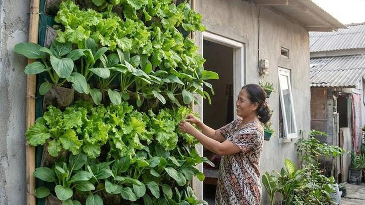 9 Ide Usaha Budidaya Sayur 20 Hari Panen Untuk Pensiunan: Tetap Produktif di Usia Senja