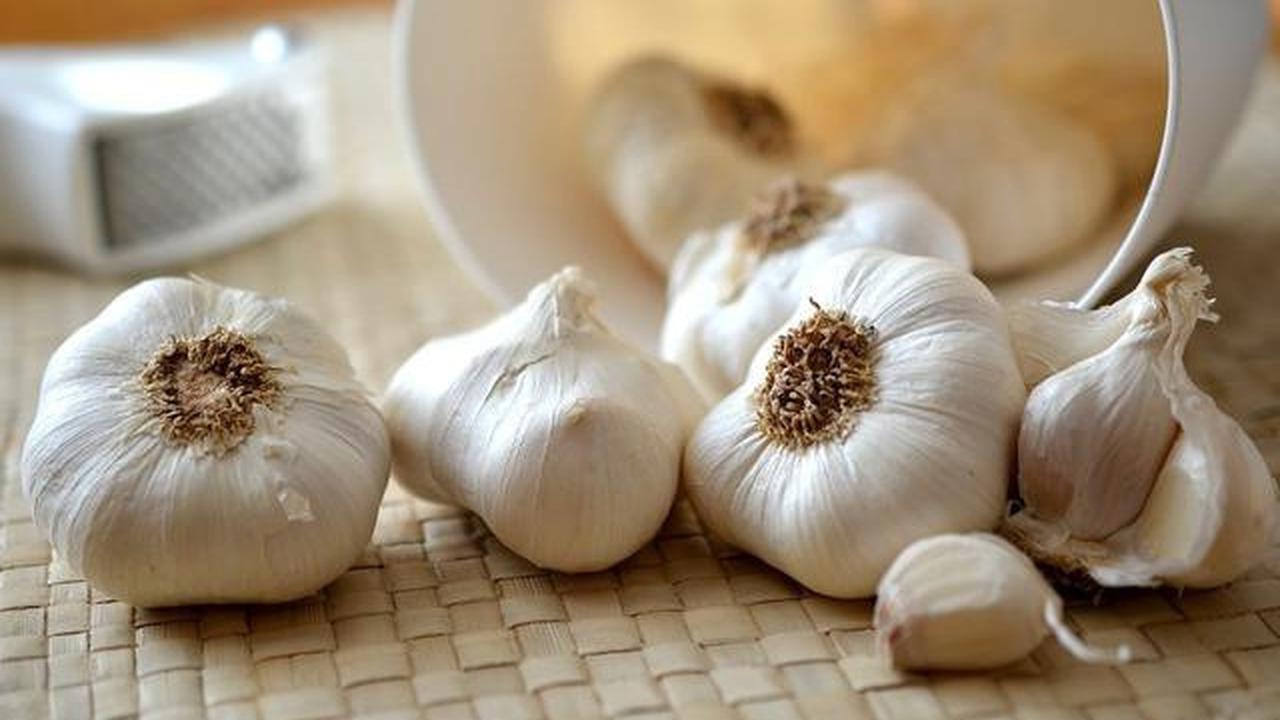 Tanaman Bawang Putih di Rumah Bisa Usir Nyamuk dan Serangga, Begini Caranya