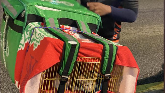 Kandang Global Kucing