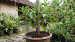 Cara Menanam Terong dari Biji untuk Kebun Rumahan, Cocok untuk Pemula