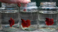 8 Ide Ternak Ikan Mini di Stoples Kaca, Rumah Jadi Estetik dan Menguntungkan