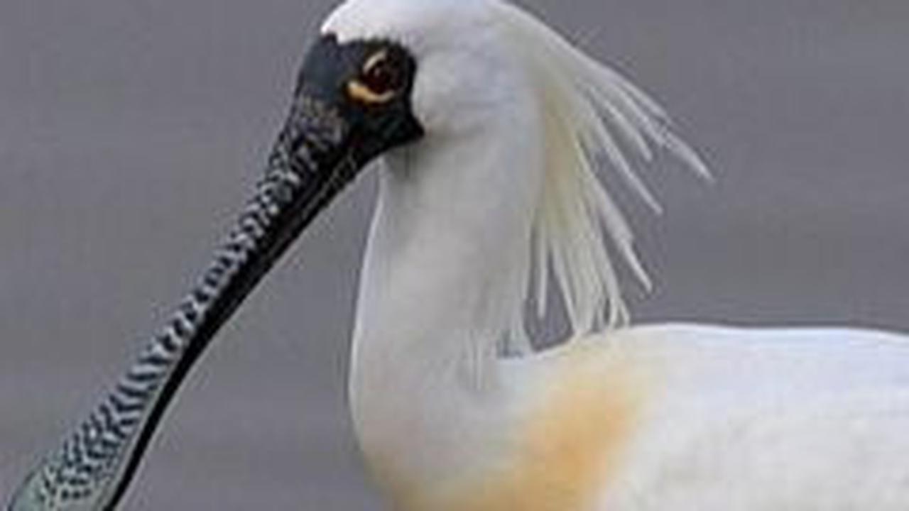 9. Burung Sendok Eurasia<br>