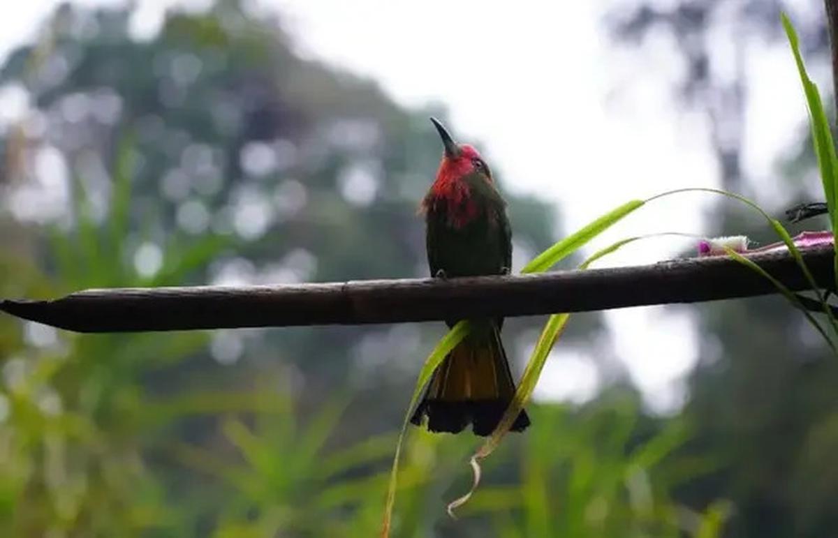 6 Fakta Menarik Gunung Malintang di Sumatra Barat yang Memiliki Danau Tersembunyi