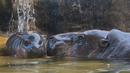 Bayi kuda nil kerdil jantan berusia dua hari berada di sebelah ibunya yang bernama Chiao Chiu saat bermain air di Taipei Zoo, Taiwan, Senin (12/8/2019). (Sam YEH/AFP)