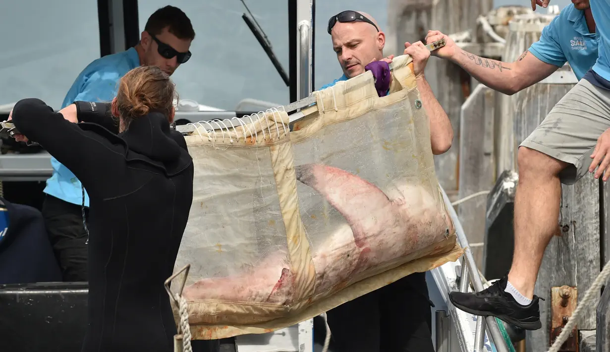 Staf dari Manly Sea Life Sanctuary membawa seekor hiu putih kecil sepanjang 1,5 meter menuju sebuah kapal di Sydney (12/9). Hiu putih diselamatkan oleh warga dan dibawa untuk dirawat sebelum dilepaskan kembali ke alam bebas. (AFP Photo/Peter Parks)