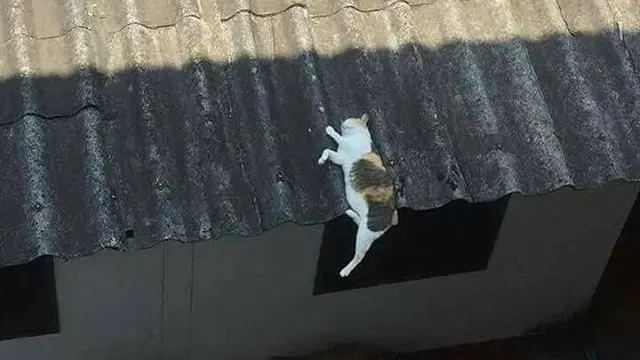 10 Potret Kucing Tidur dengan Pose Nyeleneh di Lokasi Absurd Ini Bikin Geleng Kepala