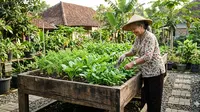 Cara Berkebun Santai di Rumah untuk Orang Tua Tanpa Harus Jongkok atau Capek