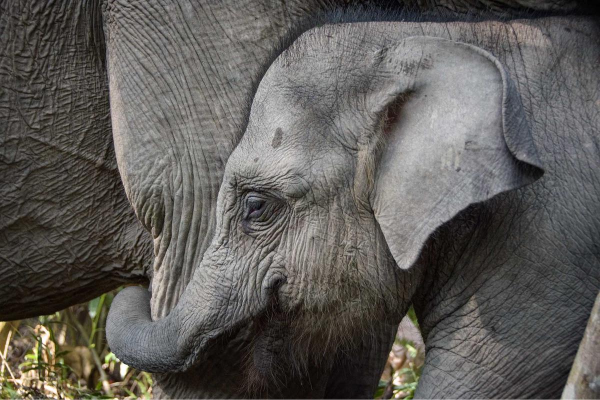 FOTO: Kalung GPS untuk Gajah Liar, Langkah Kecil untuk Menyelamatkan Gajah Sumatera