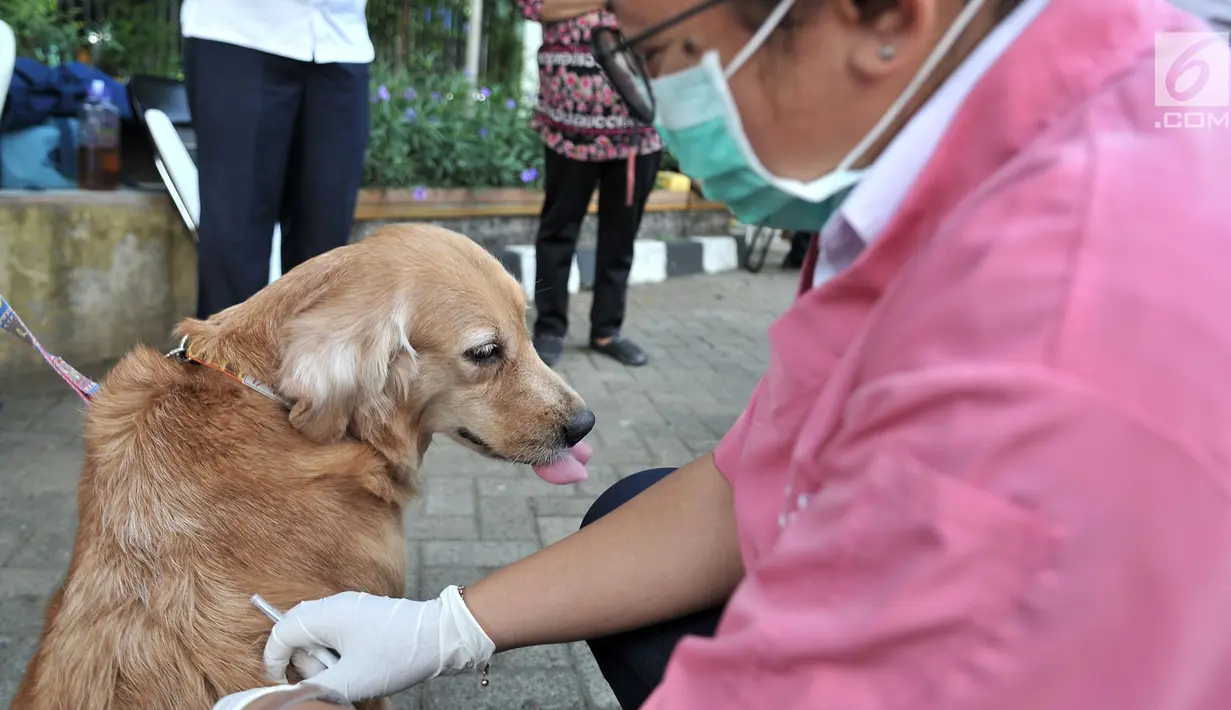 Petugas Dinas Ketahanan Pangan, Kelautan, dan Pertanian (KPKP) DKI Jakarta menyuntikkan microchip ke tubuh anjing, Jakarta, Rabu (12/9). Pemasangan microchip untuk mempermudah recording kesehatan dan identifikasi anjing. (Merdeka.com/Iqbal Nugroho)