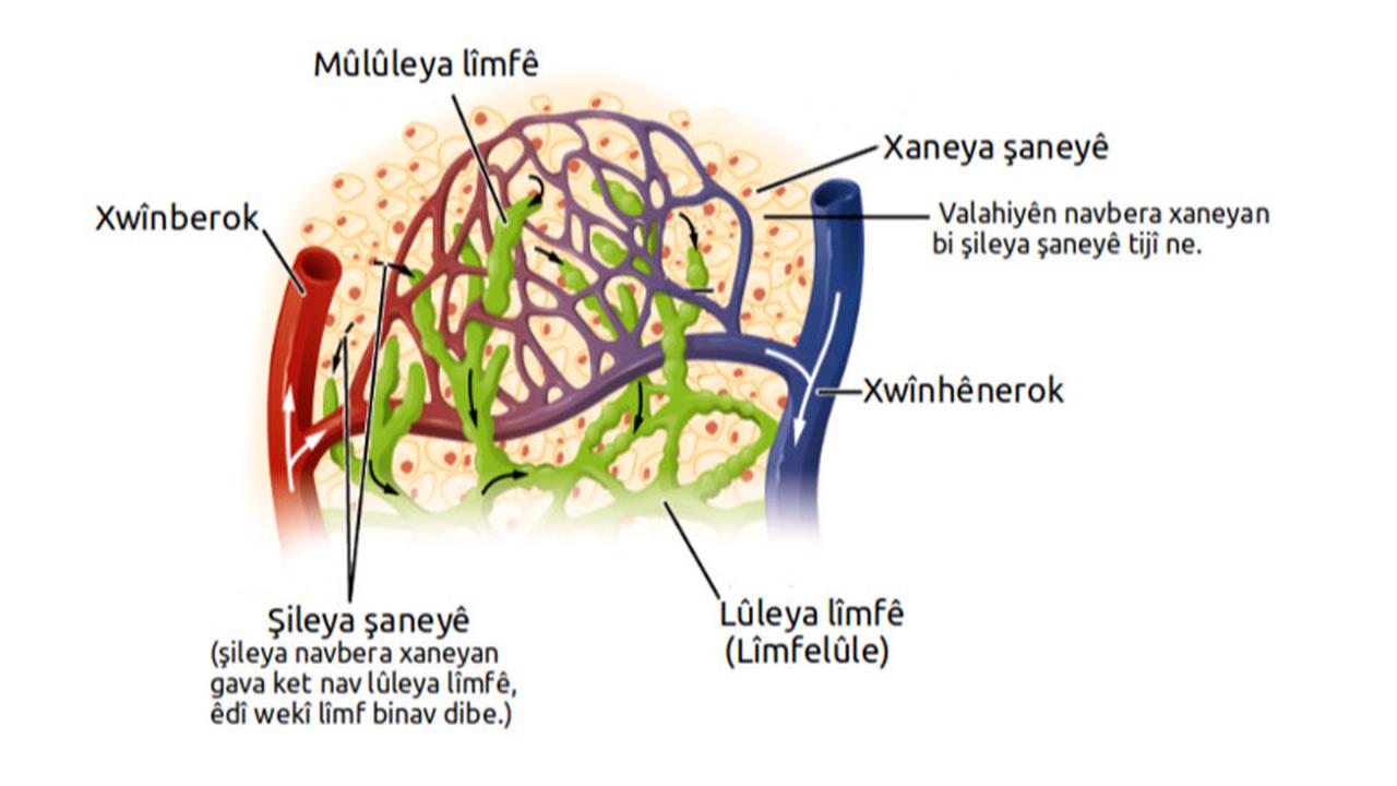 Ilustrasi Limfa