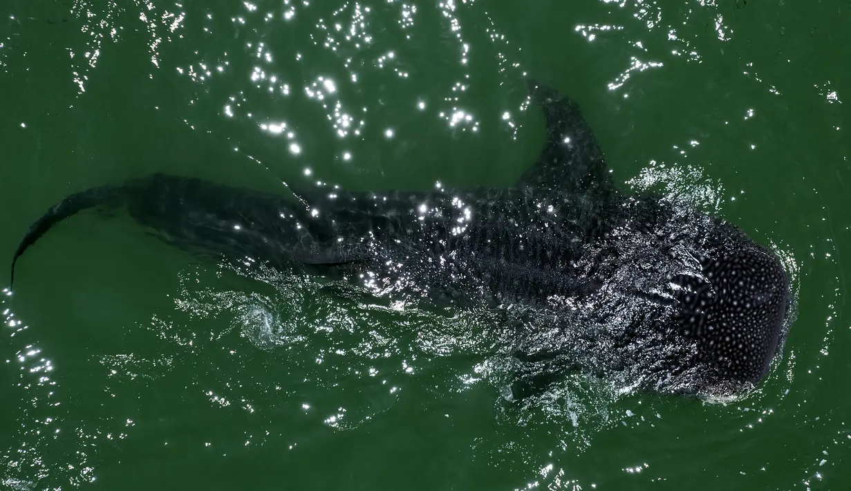 Pemandangan udara hiu paus (Rhincodon Typu) berenang di Laut Cortez di Bahia de los Angeles, negara bagian Baja California, Meksiko pada 17 Juli 2021. Musim penampakan hiu paus di Bahia de los Angeles berlangsung dari Juli hingga November. (Guillermo Arias/AFP)