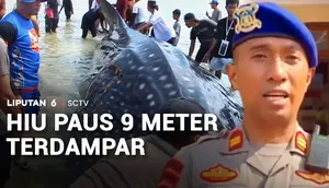 Hiu Paus 9 Meter Terdampar