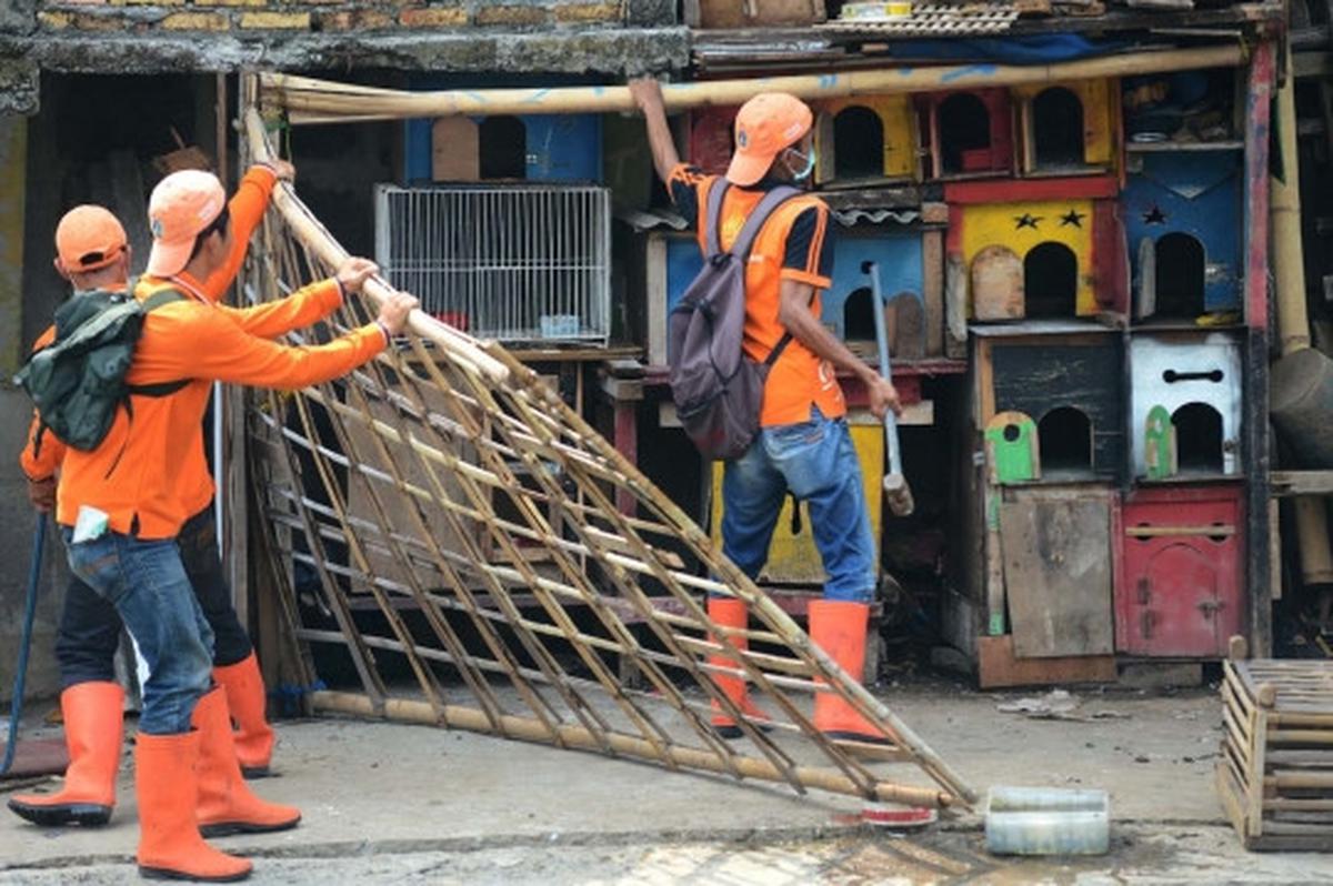 Antisipasi flu burung, kandang unggas di bantaran Ciliwung dibongkar