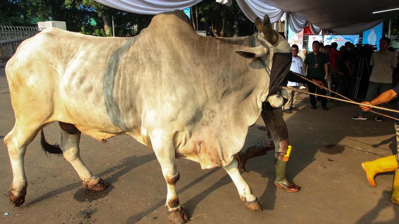 Panduan Lengkap Memilih Sapi Kurban yang Sehat dan Sesuai dengan Syariat