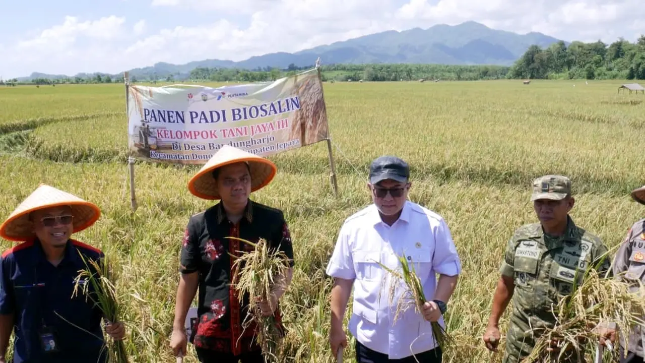 Panen Biosalin Jepara Lampaui Target, Hasilkan 176 Ton Gabah dari Kolaborasi Pemda, BRIN, dan PGN