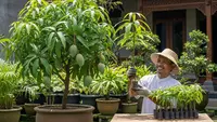 Cara Menanam Mangga dengan Tabulampot Agar Tumbuh Sehat dan Produktif