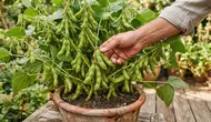 Cara Menanam Edamame di Rumah dalam Pot, Mudah dan Praktis