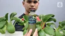 Anggota Karang Taruna RW 04 Kebon Baru saat menunjukkan jus pakcoy hasil panen di Kebun Edukasi, Tebet, Jakarta Selatan, Selasa (19/7/2022). Produk olahan seperti nugget bayam dan jus pakcoy dibanderol Rp 10.000 - Rp 15.000 per kemasan. (merdeka.com/Iqbal S. Nugroho)