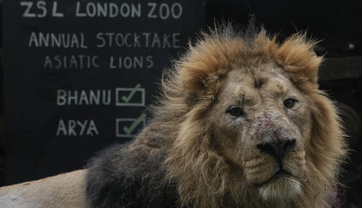 Singa Asia, Bhanu, duduk di sebelah tanda saat Kebun Binatang London melakukan inventarisasi tahunan, Selasa (4/1/2022). Merawat lebih dari 400 spesies berbeda, penjaga menghadapi tugas menantang menghitung setiap mamalia, burung, reptil dan invertebrata di Kebun Binatang. (AP Photo/Alastair Grant)