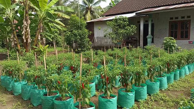 Model Kebun dan Peternakan Mini yang Bisa Jadi Penghasilan Tambahan di Rumah Model Kebun Cabai dalam Polybag