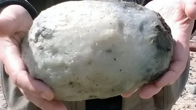 [Bintang] Berapa Harga Muntahan Ikan Paus?