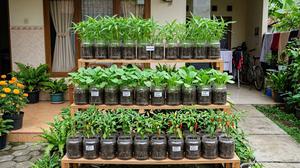 8 Cara Membuat Kebun Sayur Vertikal dari Toples Bekas, Ide Bercocok Tanam Minimalis